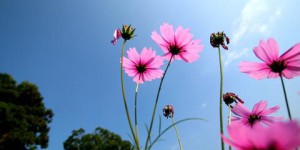 Go buy Oxford cloth with good quality and good service