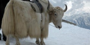 Why is yak wool so popular (what is the difference between it and cashmere)