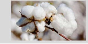 What material is Pima cotton? (What is Pima cotton)