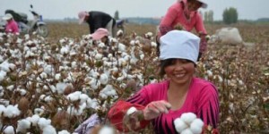 Is Egyptian cotton better than Xinjiang cotton (Why is Xinjiang cotton top in the world)