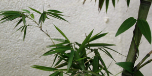 Advantages and Disadvantages of Bamboo Fiber Fabrics