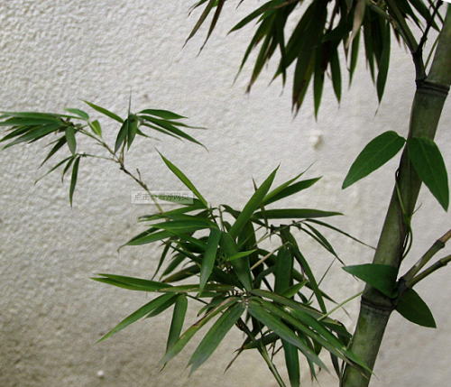 Advantages and Disadvantages of Bamboo Fiber Fabrics