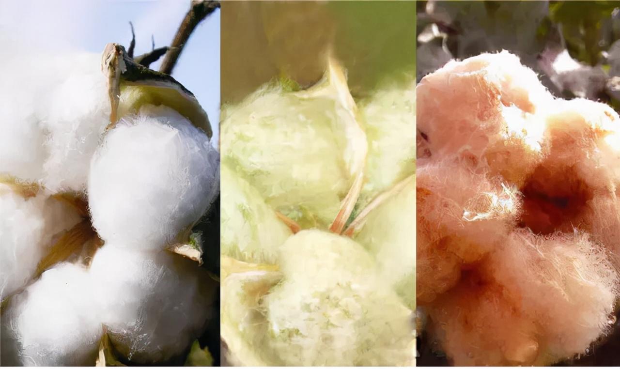 Is the difference between colored cotton and white cotton only the